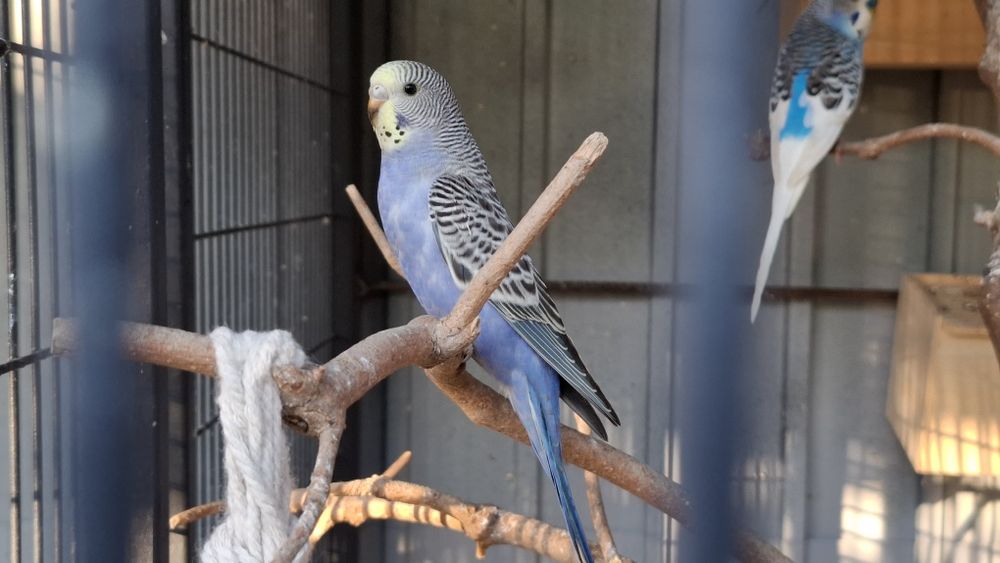 Papugi faliste młode