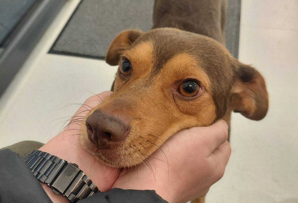 Młody, wesoły, średniej wielkości pies szuka domu.