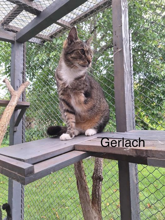 Trojnóżek Gerlach czeka na dom