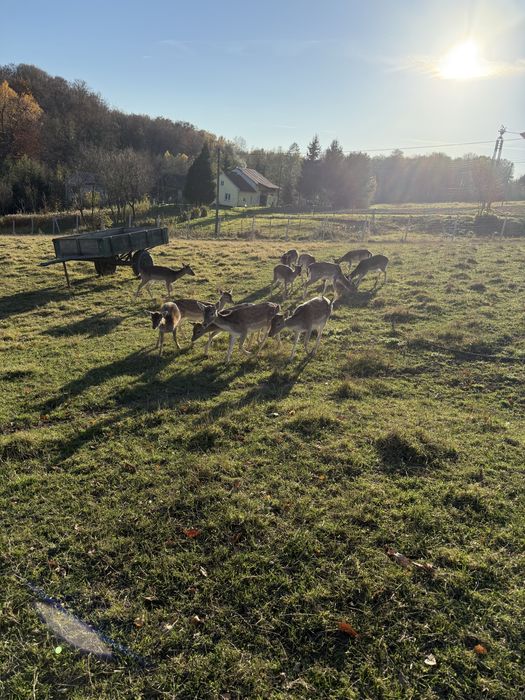 Daniele w różnym wieku