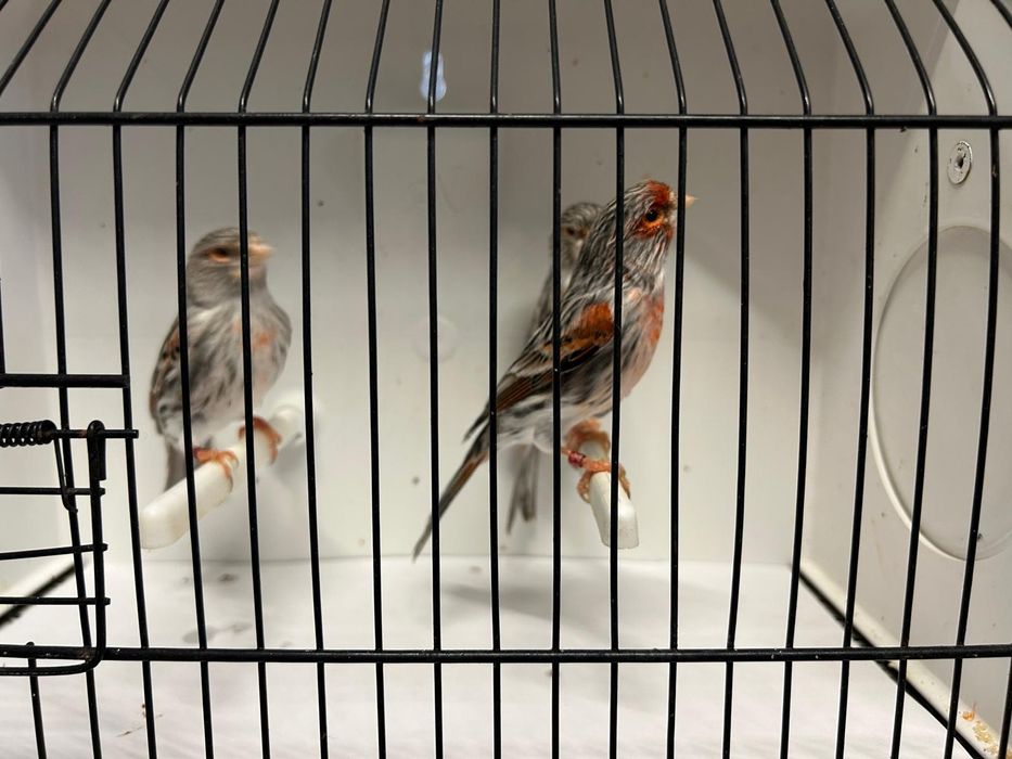 Canários ágatas vermelho mosaico