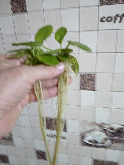 Акваріумна рослина лімнобіум