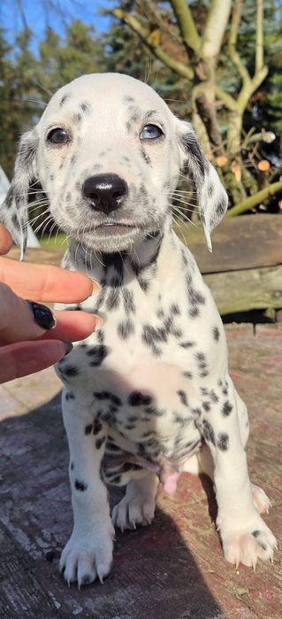 Z badaniami genetycznymi Dalmatyńczyk szczenię