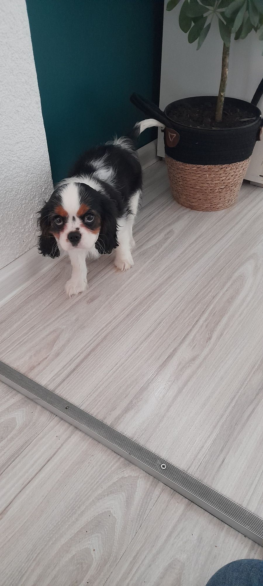 Szczeniaczek Cavalier King Charles Spaniel
