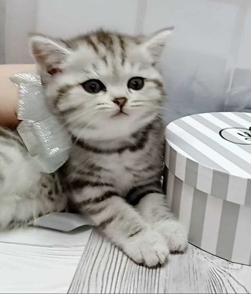Котики, scotish stright шотландське пухнасте щастя . Кошенята