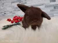 Mini lop, królik miaturka, króliczek baranek, karzełek