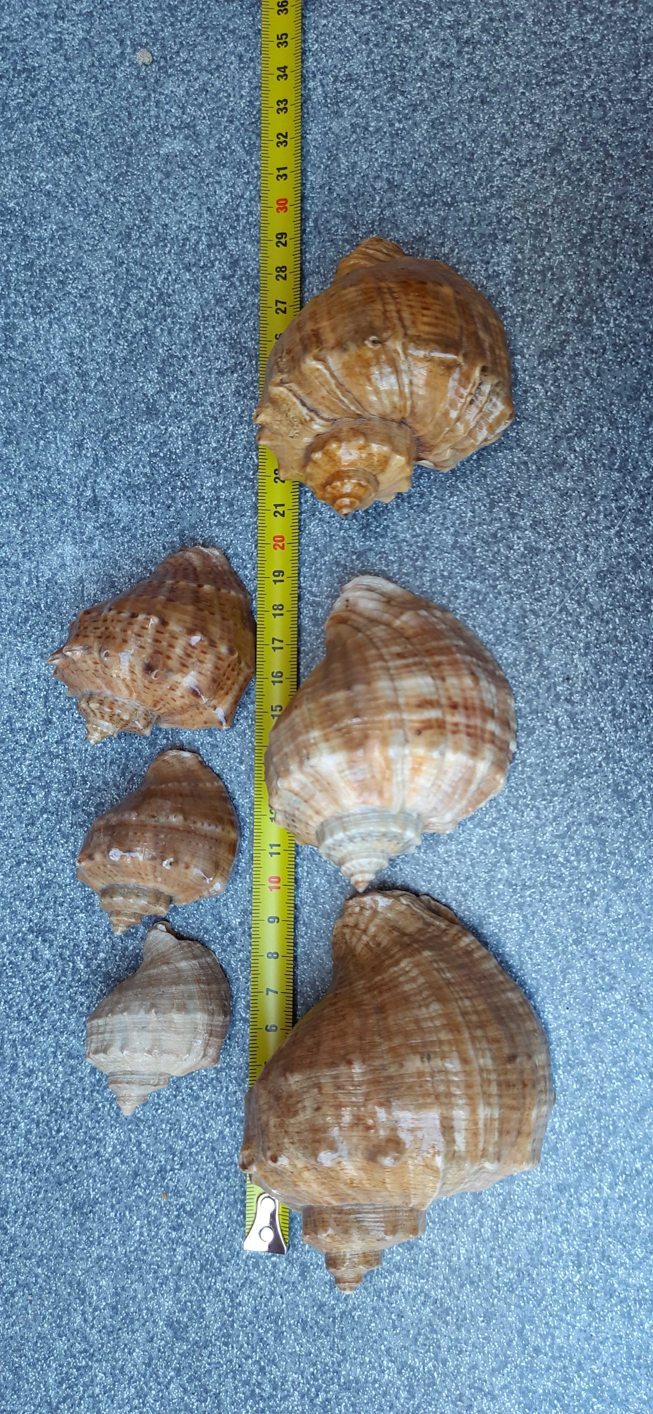 Ракушки океанические и морские