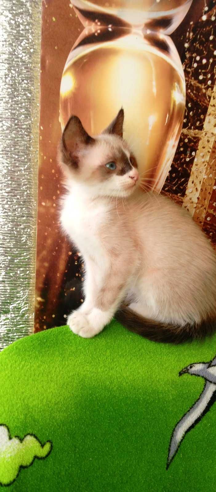 Котёнок сиамского окраса, 2 мес.