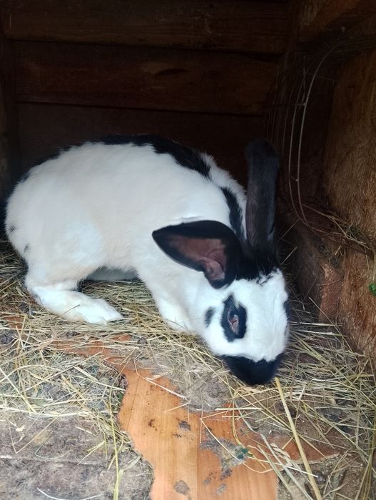 Samica srokacz niemiecki