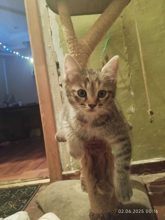 Отдам  в хорошие руки Девочку