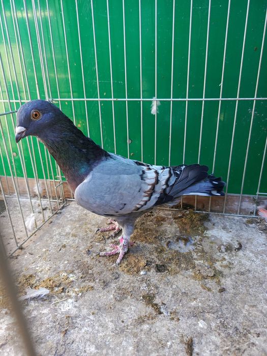 Pocztowe Frill toy stencil pary