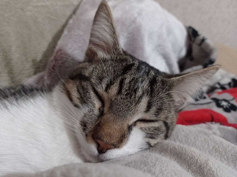 Віддаю котика у добрі руки!