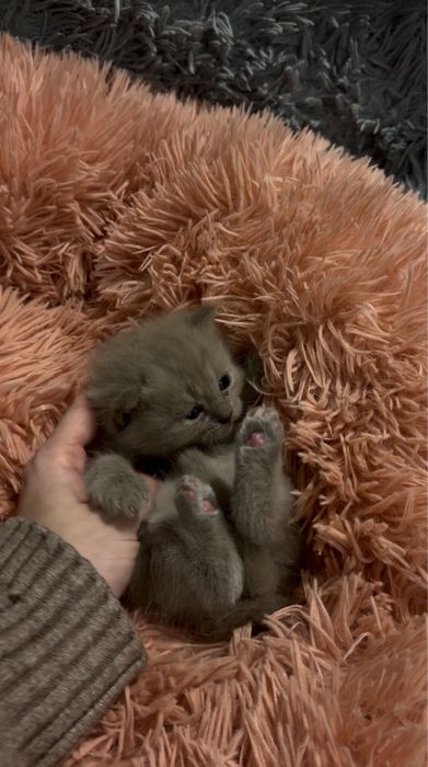 Неймовірно милі шотландські кошенята шукають свої люблячі родини