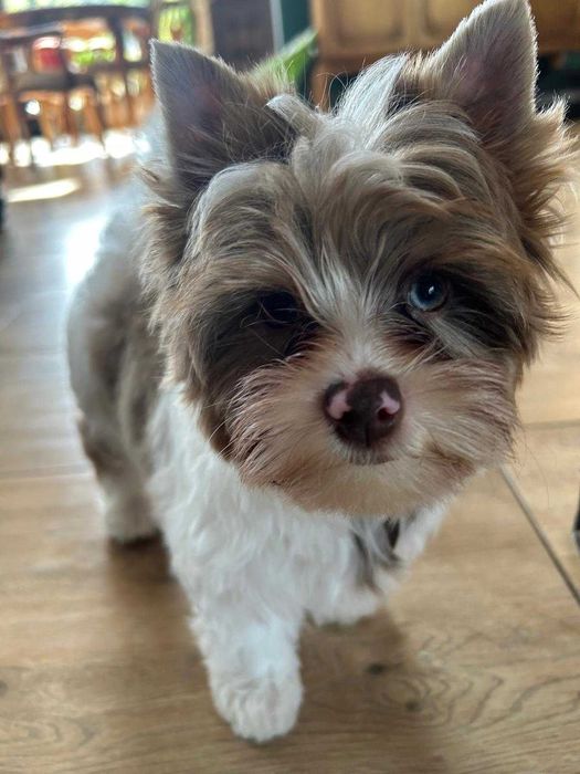 Yorkshire terrier-York Chocoberry