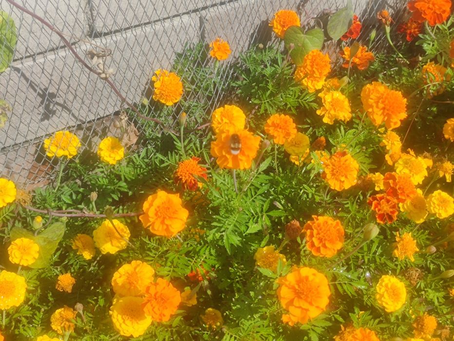 Обмен цветов,хмель