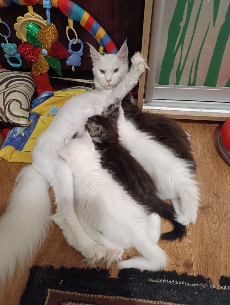 Котята Мейн-Кун.