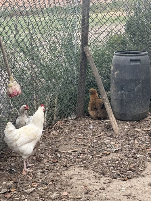 galinhas , frangos e pitos troca