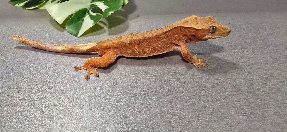 Gekon orzęsiony samiec red bi color