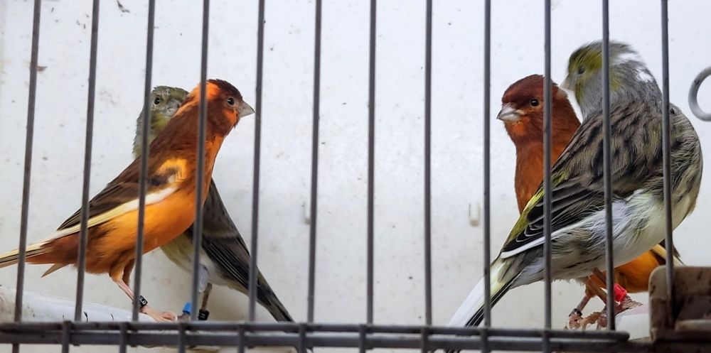 # Casais canários 2025 #