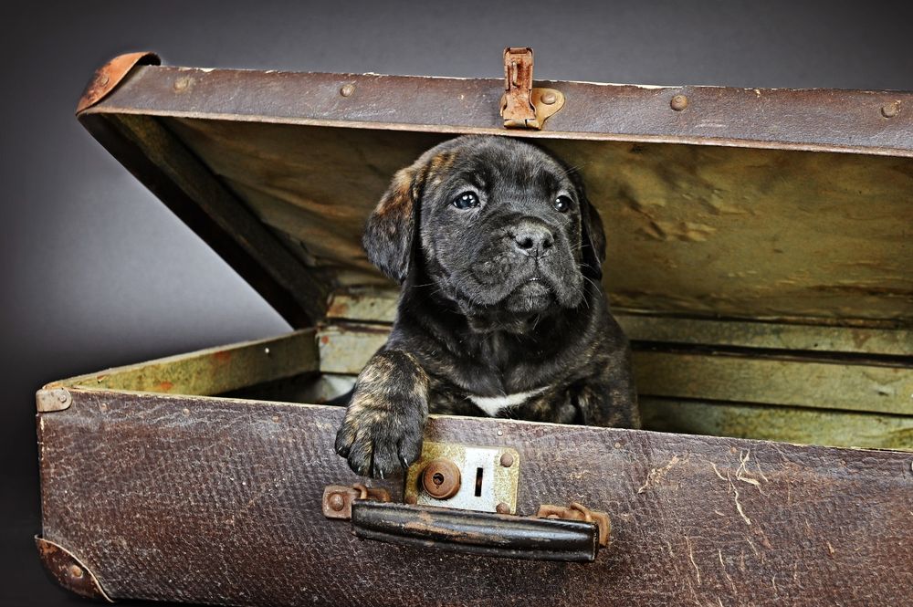 Cane Corso suczka ZKwP/fci