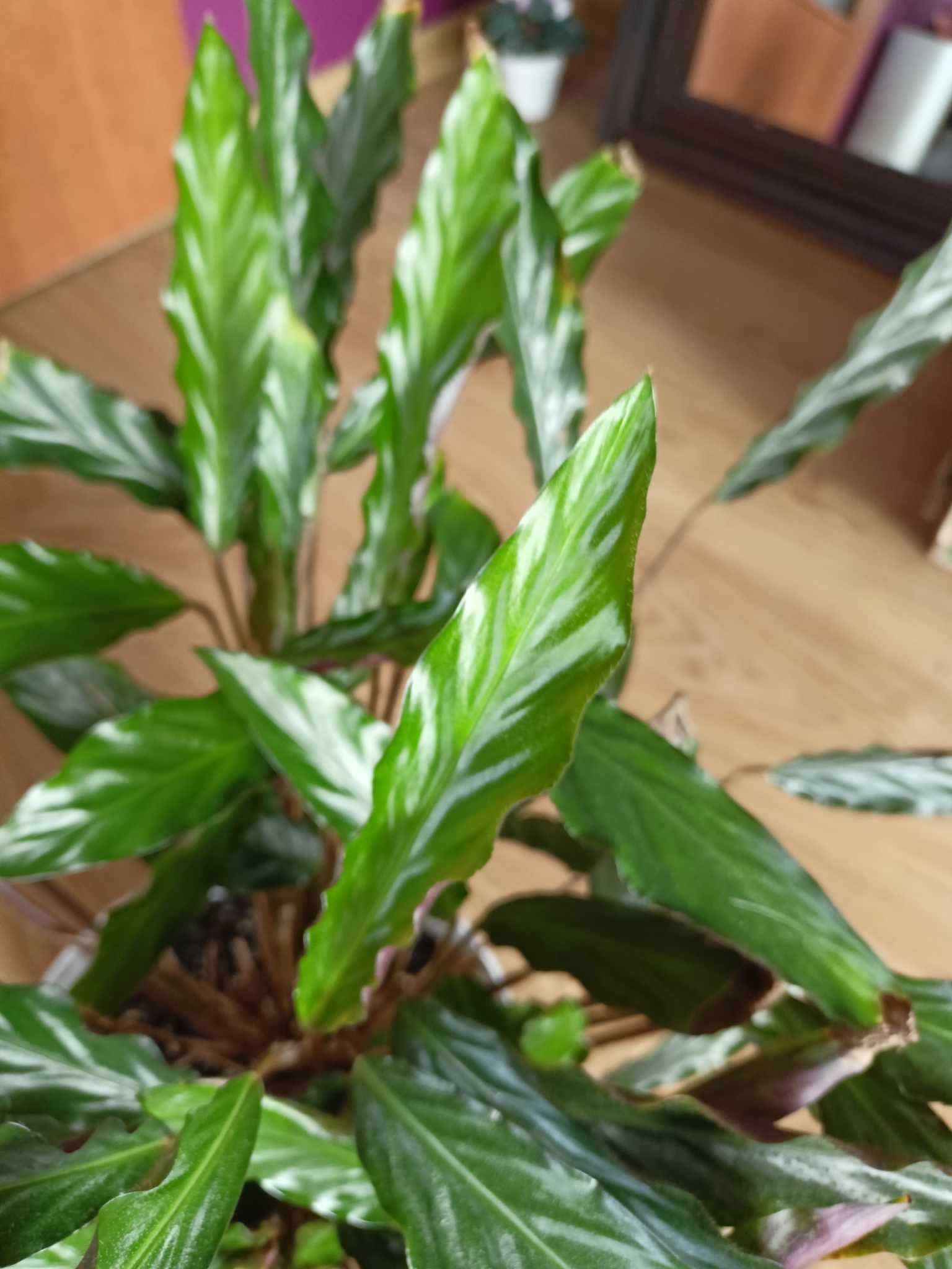 calathea rufibarba kalatea falistolistna