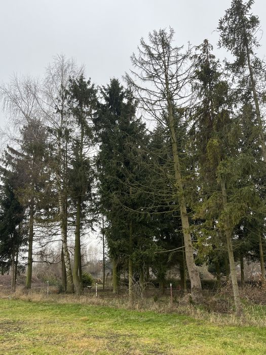 Drzewo opałowe do wycinki świerk brzoza