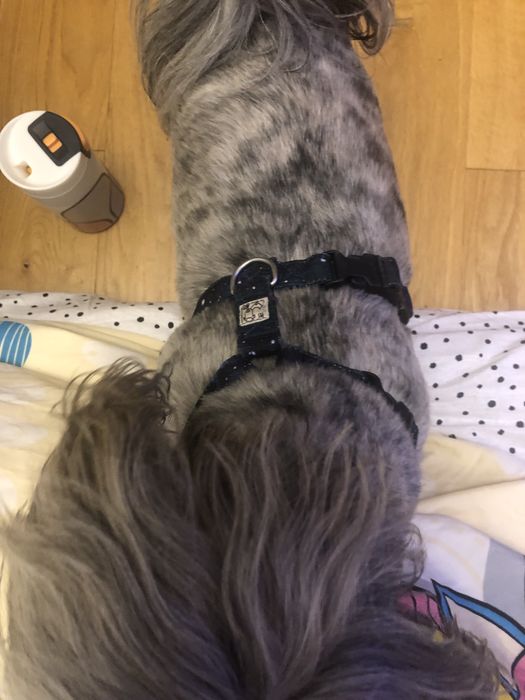 Szelki guard smycz miejska 2 m etui kosmos ciemny komplet dla psa kota