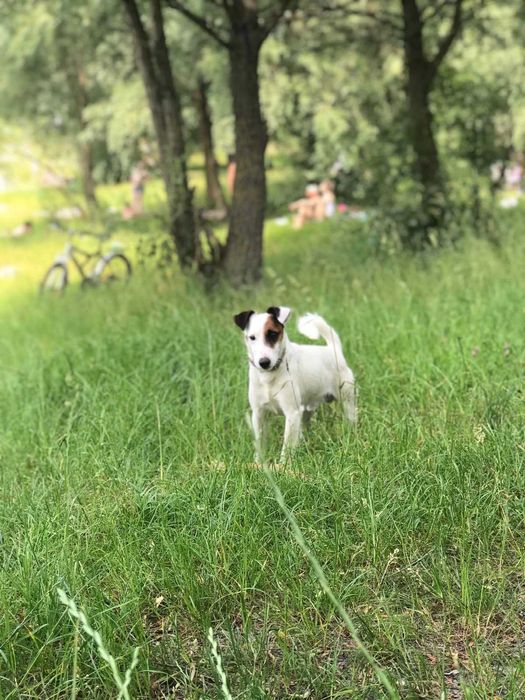 Вʼязка Джек Рассел