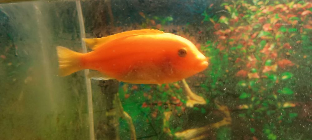 Pyszczak Red Red samiec