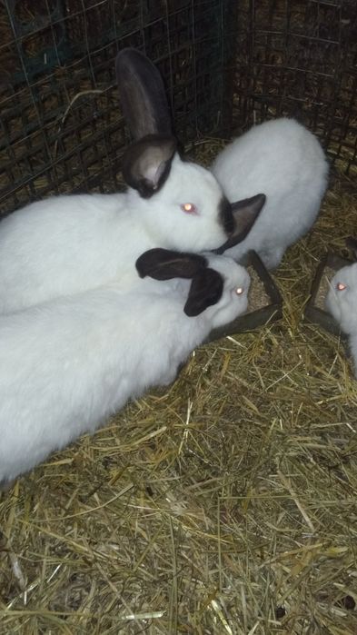 Продам молодих кролів.