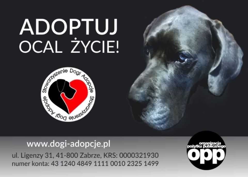 DO ADOPCJI ! MARLEY - 2,5 roku dog niemiecki