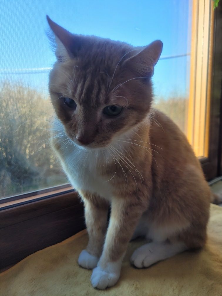 Simba szuka domku