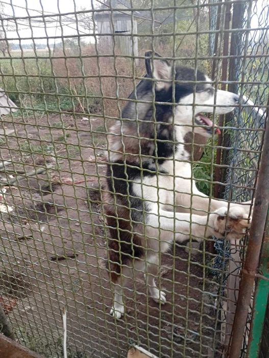 Oddam psa w dobre ręce