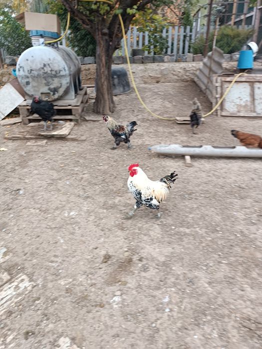 Продам породних півнів