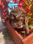 Piesek Lagotto Romagnolo - Hodowla Salus Canis FCI