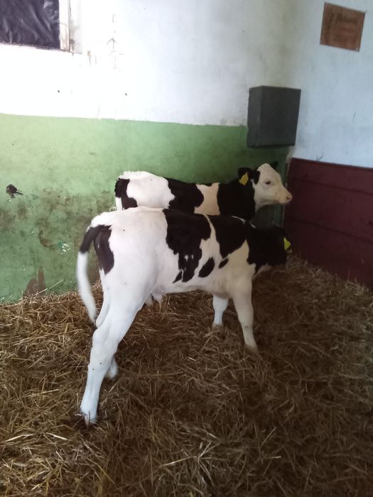 Jałoszki mieszańce 3 sztuki i 2 byczki