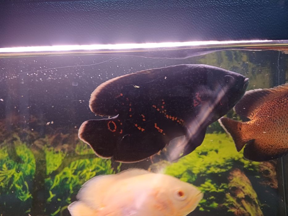 Pielęgnica pawiooka