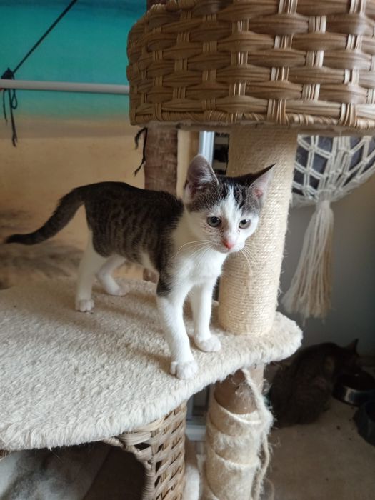 2 miesięczna kotka szuka domu niewychodzącego