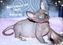 Бамбино