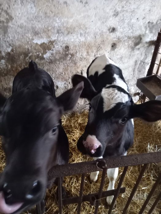 2  jałoszki LM SM i 2 byczki NCB i RW mięsne