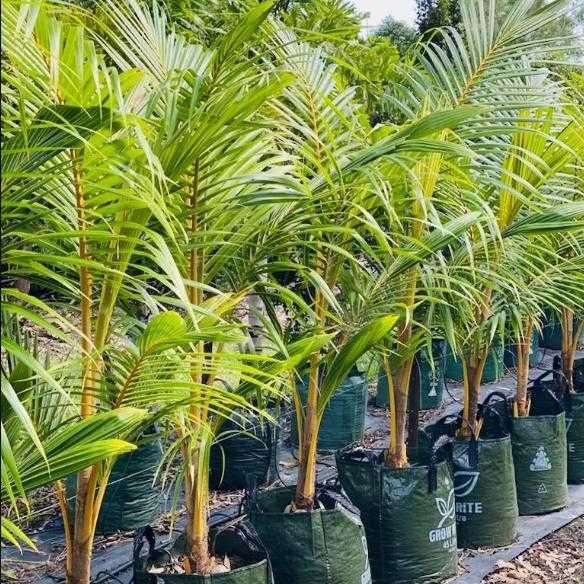 Palma kokosowa Przedsprzedaż Super ceny