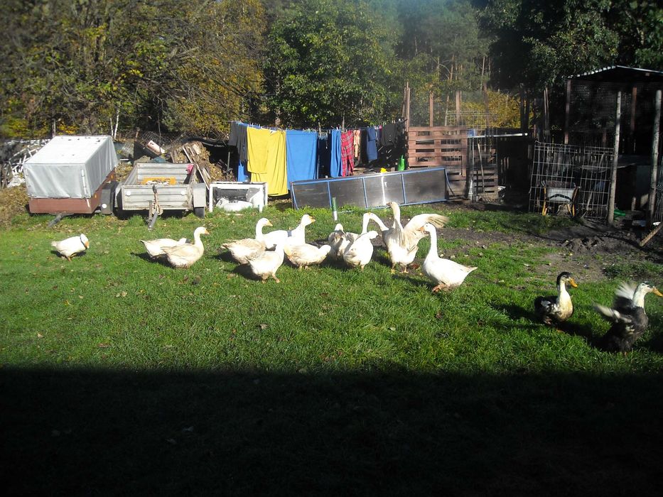 Sprzedam kaczki i gęsi