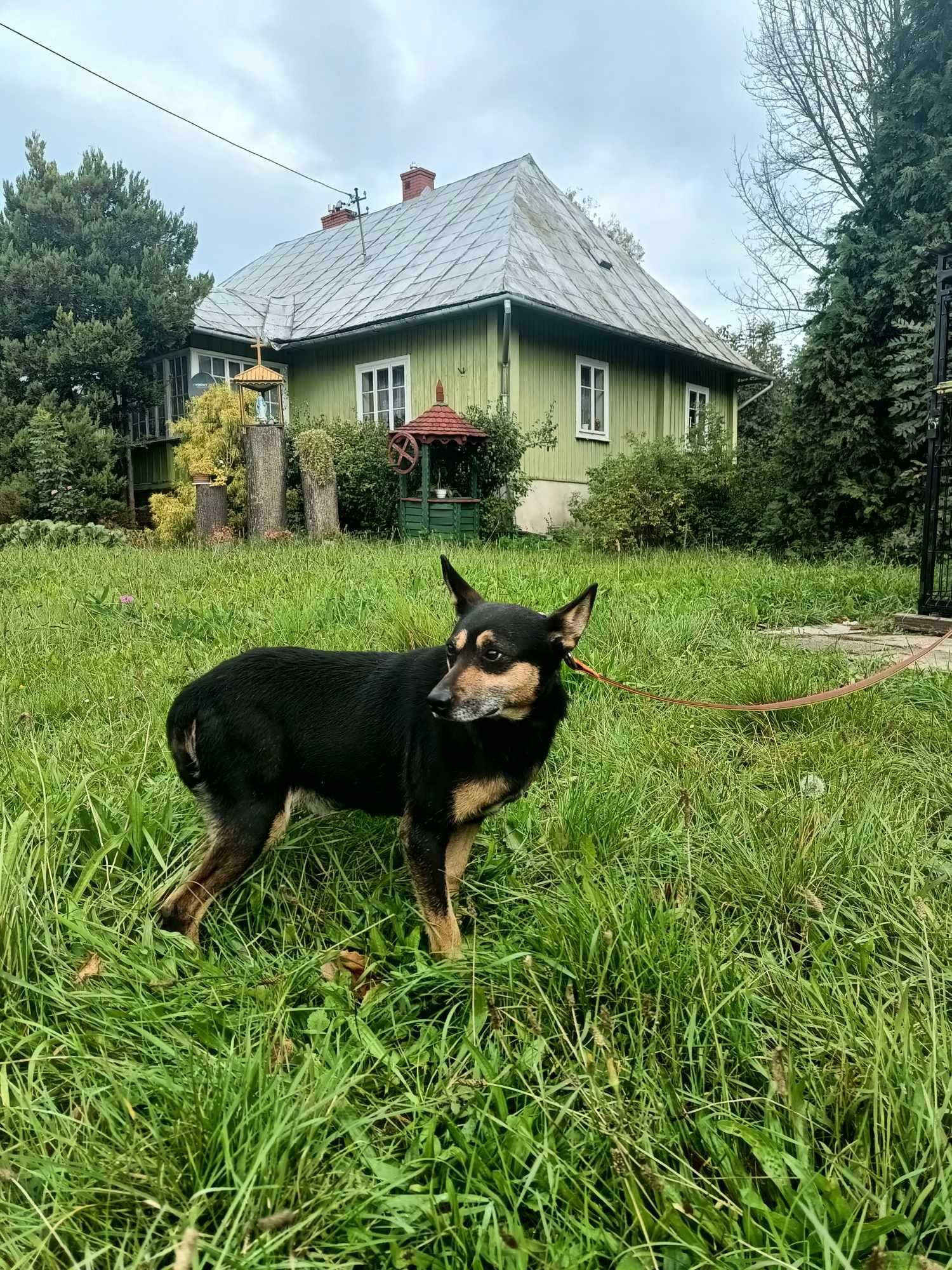 Maślak - staruszek do adopcji