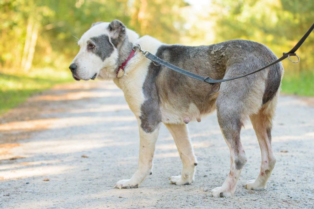 ZARA - duża smutna sunia w typie owczarka środkowoazjatyckiego