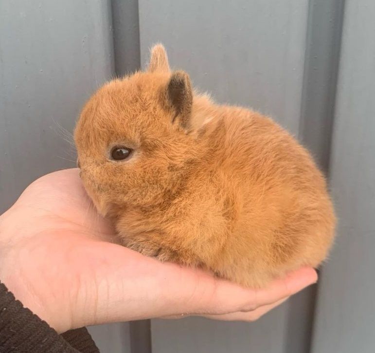 Coelhos anões minitoy e mini holandês muito fofos