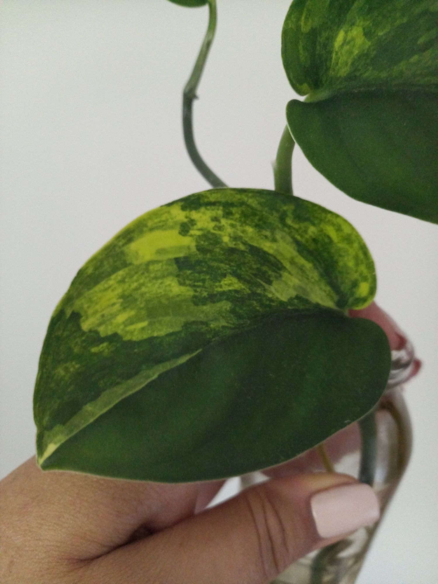 Scindapsus Jade Satin Variegata