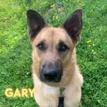 Cudowny psiak Gary czeka na swój dom