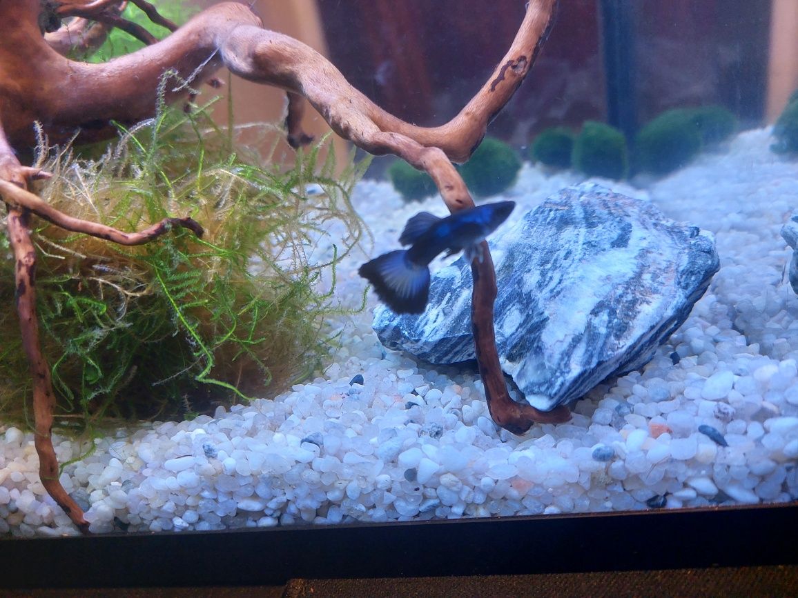 Guppys blue moskow