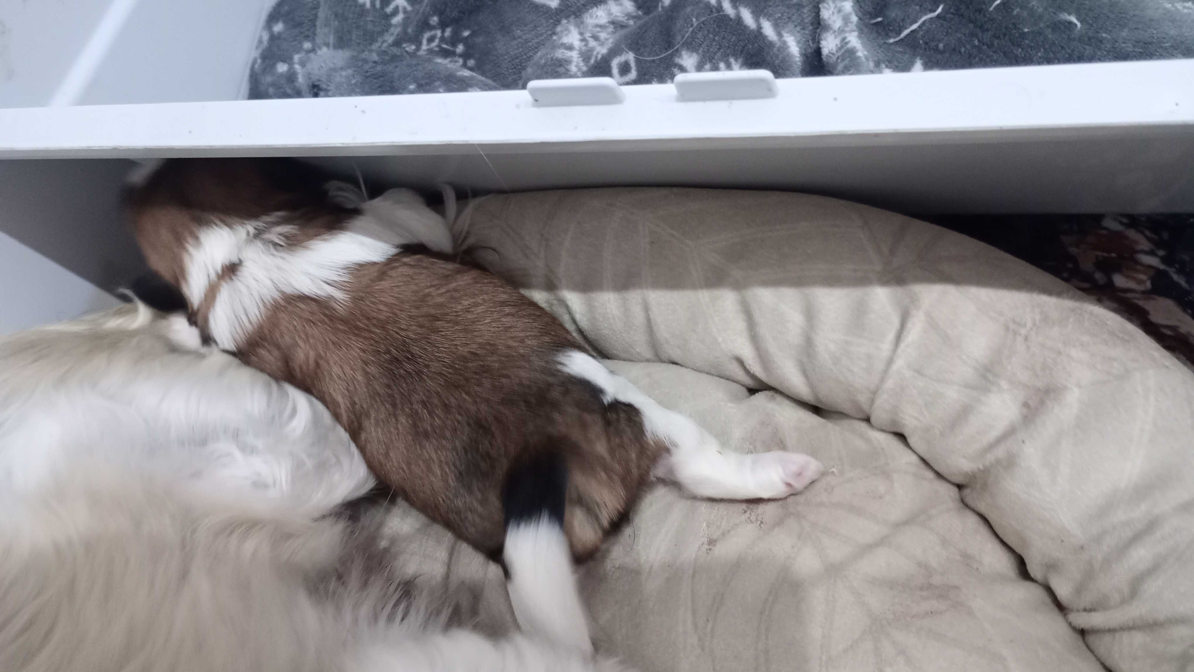 Shih TZU maluszek