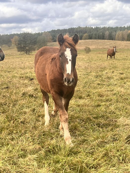 Ogierek zimnokrwisty